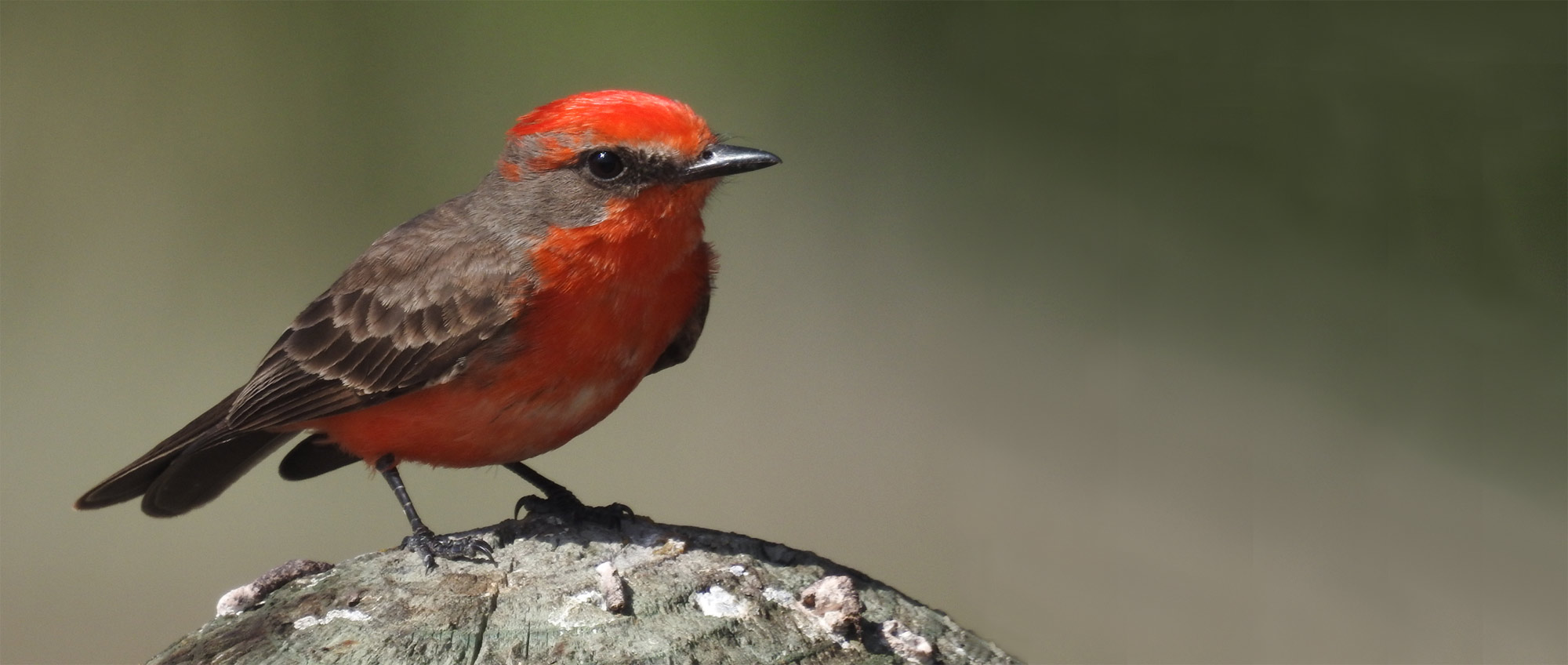 Birding Adventures start here!