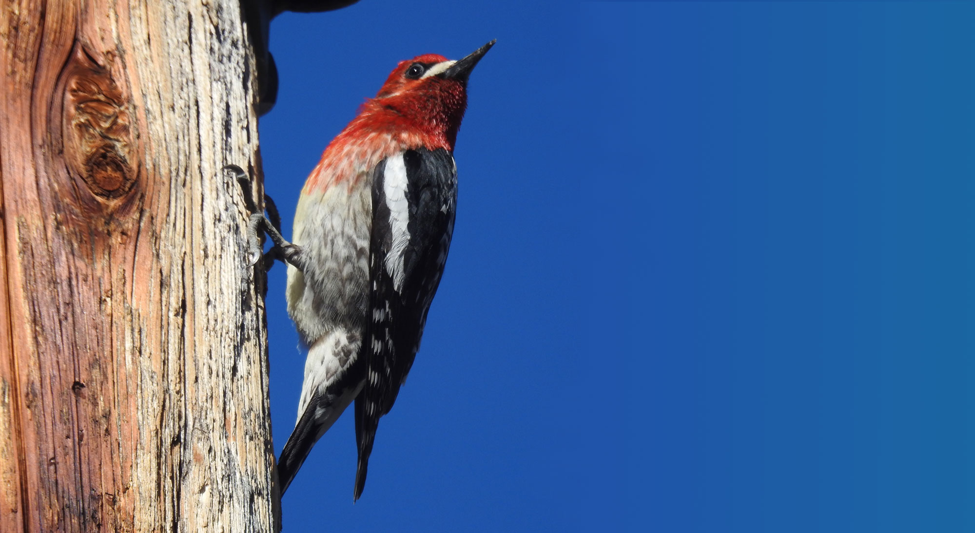 Birding Adventures start here!