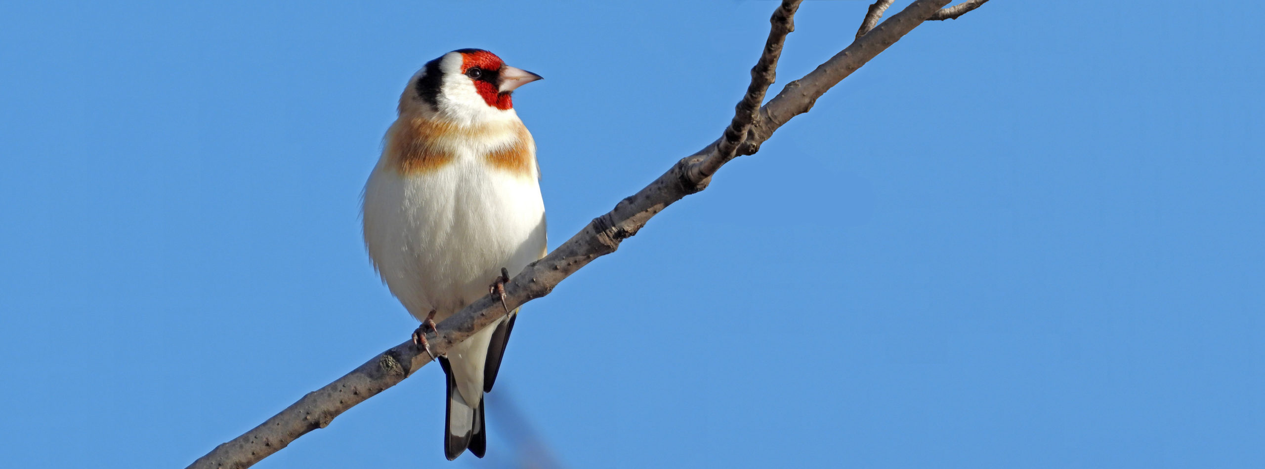 gold-finch-wide